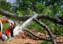 Best Fruit Tree Pruning  in Grandville, MI