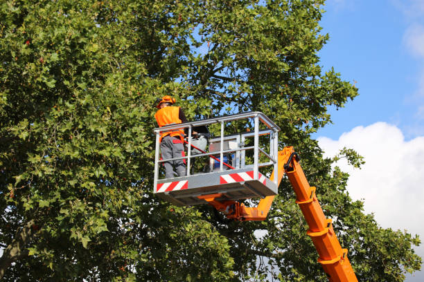 Best Stump Grinding and Removal  in Grandville, MI