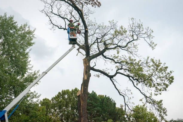 Best Leaf Removal  in Grandville, MI