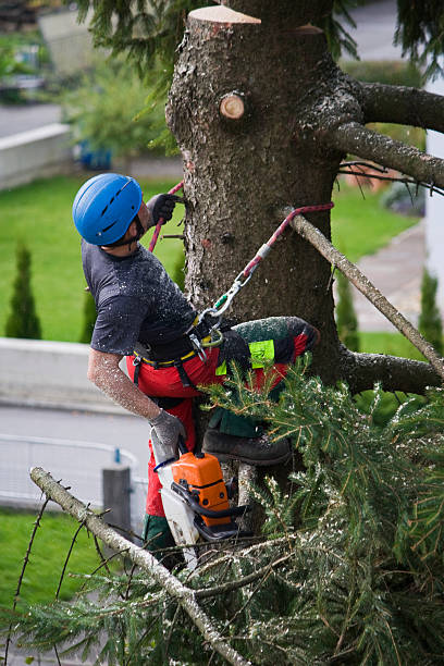 Why Choose Our Tree Removal Services in Grandville, MI?