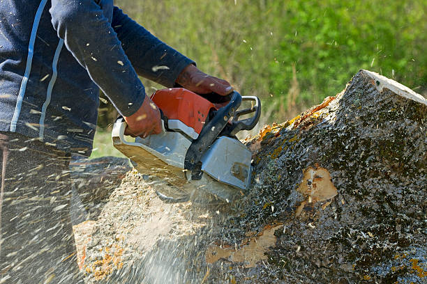 Best Tree Trimming and Pruning  in Grandville, MI