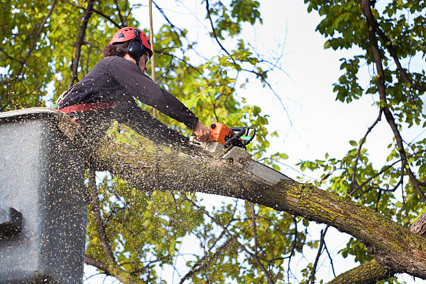 Best Storm Damage Tree Cleanup  in Grandville, MI